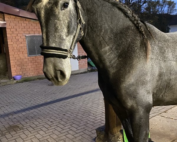 Pferd PMC’s Hermoso Companero (Pura Raza Espanola (PRE), 2016, von Excalibur SH)