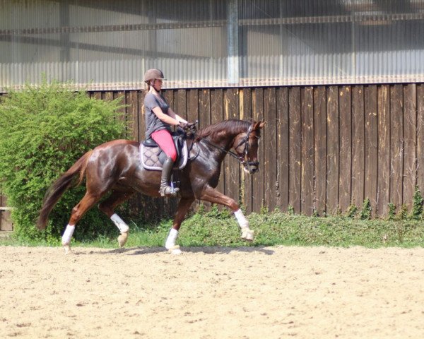 dressage horse Quinntus 2 (Hanoverian, 2012, from Quaterback)