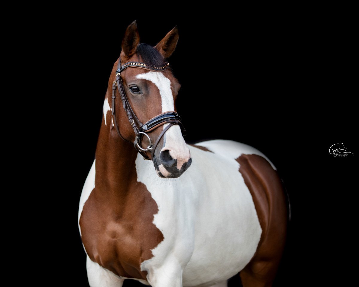 jumper Mimiteh 5 (Pinto / Hunter, 2011, from Shooting Star 22)