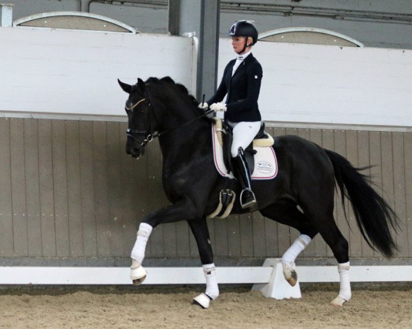 stallion For Glory HW (Hanoverian, 2018, from Fürstbischof)