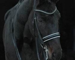 dressage horse Bob Ross (Bavarian, 2010, from Brentano II)