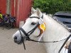 dressage horse Vanda's Vigo (Welsh mountain pony (SEK.A), 2012, from Lacy Brigadier)