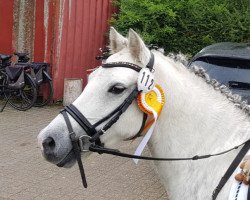 Dressurpferd Vanda's Vigo (Welsh Mountain Pony (Sek.A), 2012, von Lacy Brigadier)