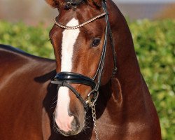 stallion Stensbeck (Westphalian, 2018, from Stakkato Gold)