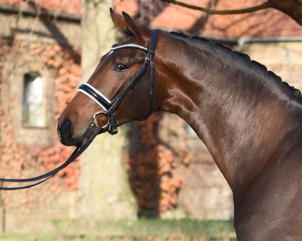 stallion Sir Escolar (Westphalian, 2018, from Sir Heinrich OLD)