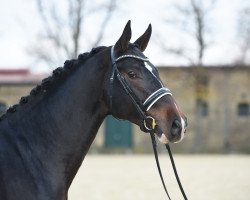 jumper Pramwaldhof's Sassicaia (Hanoverian, 2018, from Stakkato Gold)