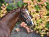 stallion Qusander (Westphalian, 2002, from Quinto)