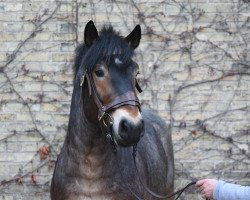 stallion Netzer (Rhenish-German Cold-Blood, 2017, from Napoleon)