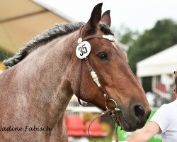 broodmare Talina (Rhenish-German Cold-Blood, 2002, from Brutus van Leut)