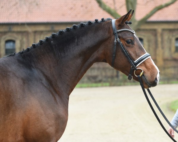 stallion Jackpot (Westphalian, 2018, from Johnnie Walker)