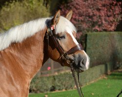 stallion Hook (Rhenish-German Cold-Blood, 2015, from Hartmut)