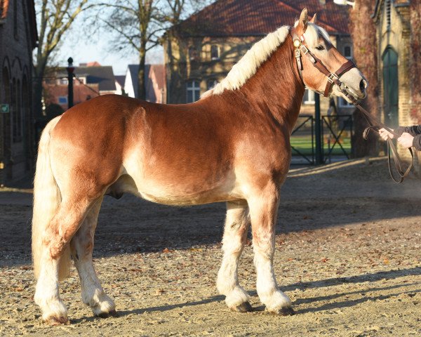 stallion Hanke (Rhenish-German Cold-Blood, 2017, from Hopper)