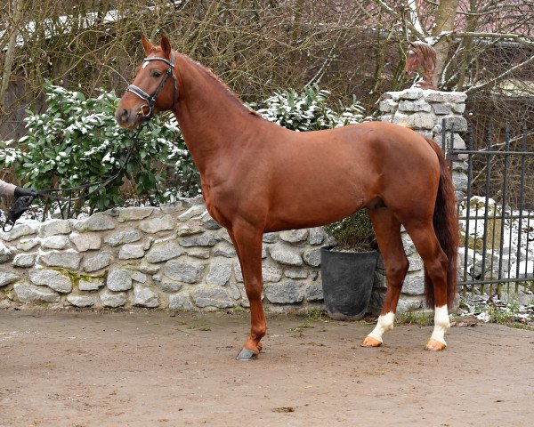 stallion Manager of Utopia (Royal Warmblood Studbook of the Netherlands (KWPN), 2017, from Daily Diamond)