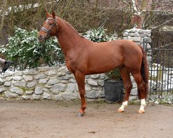 stallion Manager of Utopia (KWPN (Royal Dutch Sporthorse), 2017, from Daily Diamond)