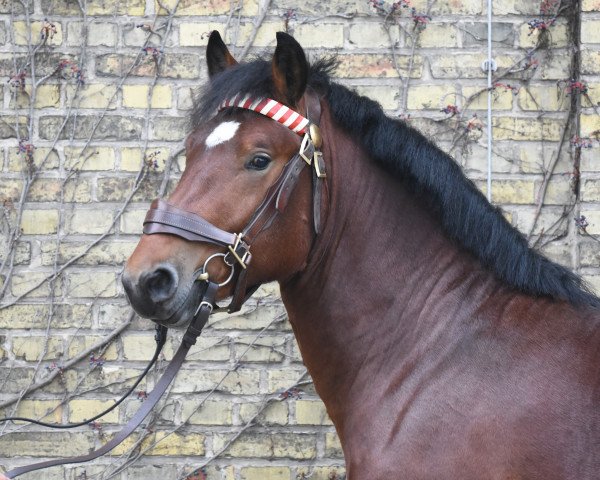 stallion Fabio (Rhenish-German Cold-Blood, 2018, from Franzl)