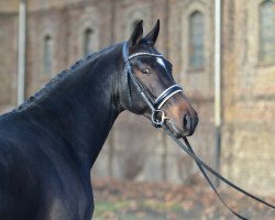 stallion El Gordo (Westphalian, 2016, from El Salvador)