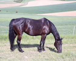 broodmare Arnika W (Hanoverian, 2007, from Abanos)