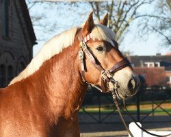 stallion Eddie (Rhenish-German Cold-Blood, 2017, from Eral)