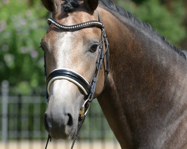 stallion Dutch Dynamic (Royal Warmblood Studbook of the Netherlands (KWPN), 2016, from Durango VDL)