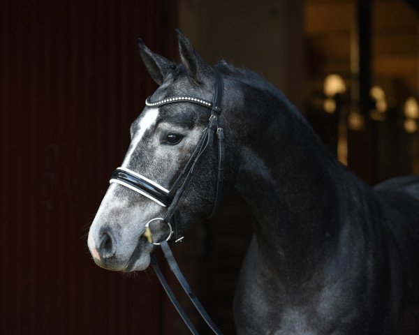 stallion Cornefino (Holsteiner, 2018, from Cornet Obolensky)