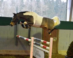 stallion Eiluns Mikado Boy (German Riding Pony, 2017, from Monet)