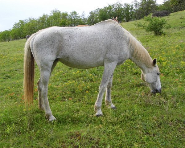 horse Zsuzsi (Hungarian Warmblood, 2001)