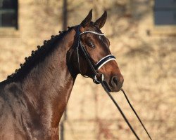 stallion Champagner Fizz (Oldenburg, 2018, from Champagner)