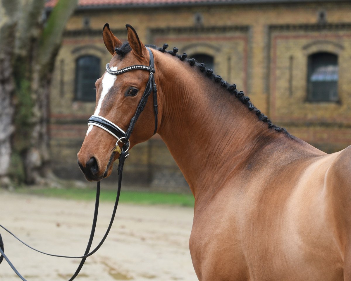 stallion Big Tender (Westphalian, 2018, from Big Star)