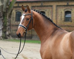 stallion Big Tender (Westphalian, 2018, from Big Star)