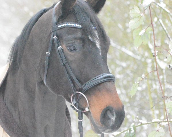 broodmare Fst Amarone M (German Sport Horse, 2004, from Contendro I)