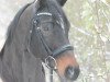 broodmare Fst Amarone M (German Sport Horse, 2004, from Contendro I)