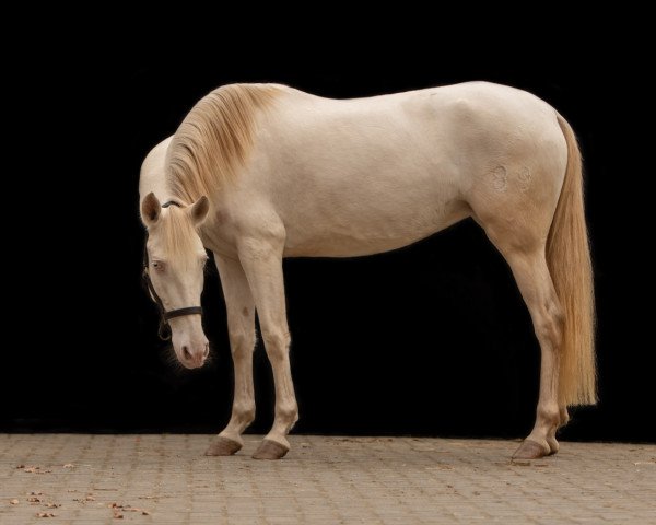 horse PRE (Pura Raza Espanola (PRE), 2015)