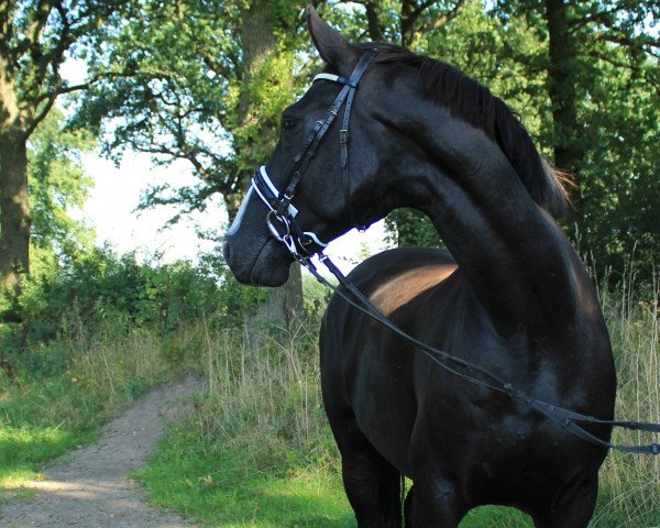 dressage horse Coeur de Lion X (Hanoverian, 2010, from Contendros Bube)