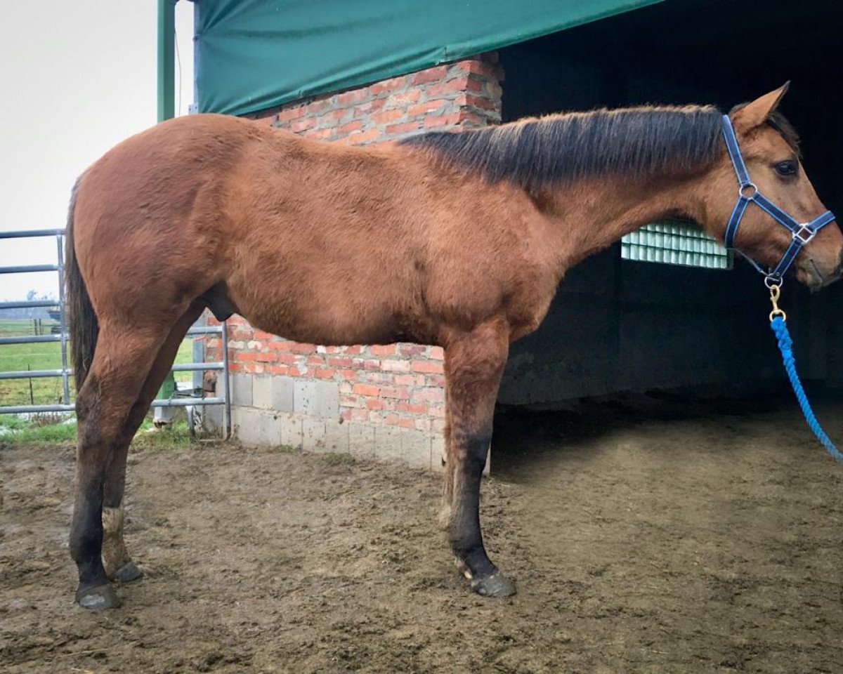 horse AK Blues Big Smooth (Quarter Horse, 2020, from Aint It The Blues)