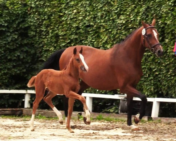 jumper Stute von Keaton / Clarimo (Holsteiner, 2020, from Keaton HV)