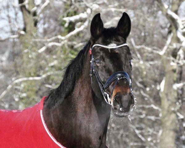 dressage horse San Amour's Darling Donna (Hanoverian, 2010, from San Amour I)