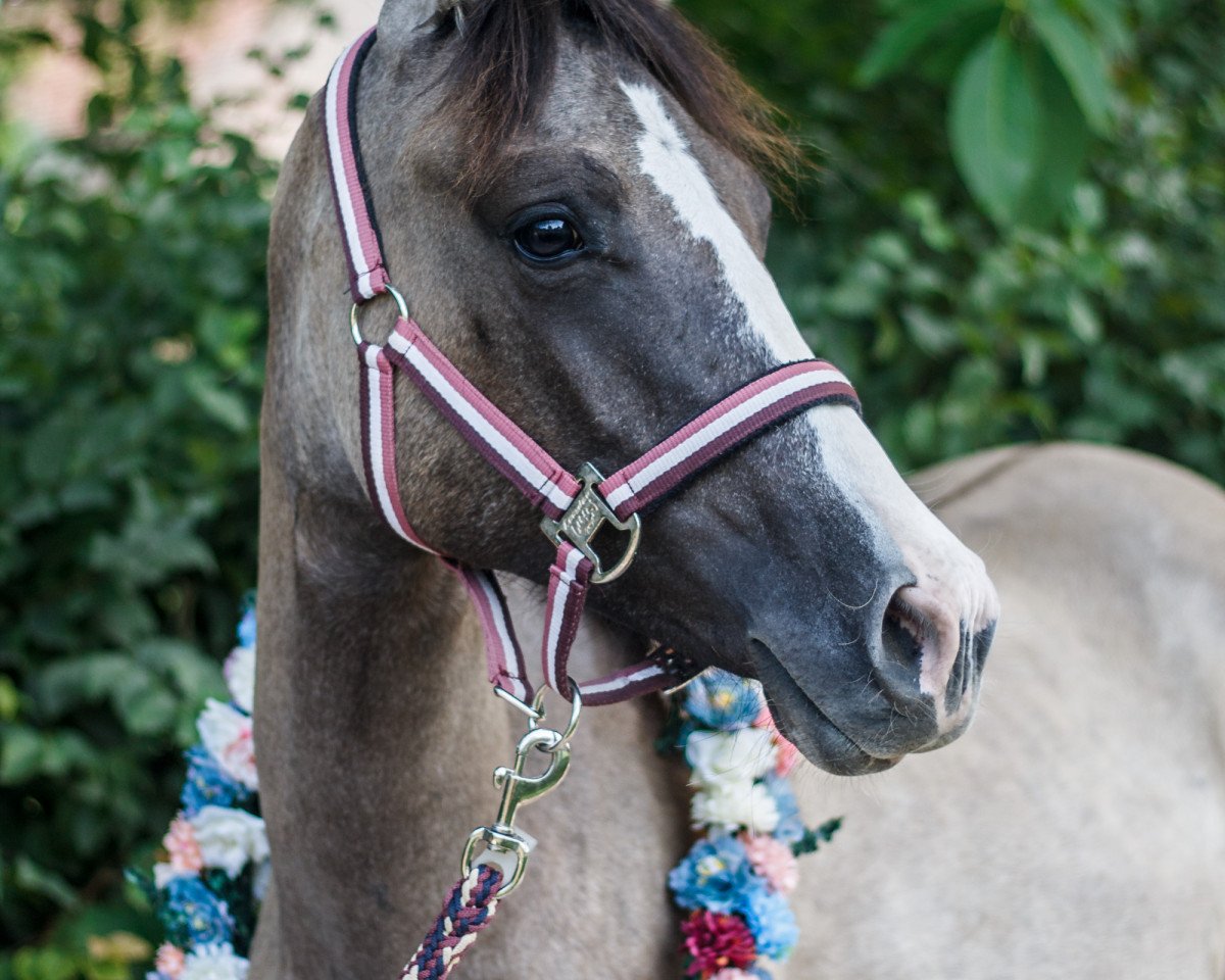 Pferd Nabucco (Deutsches Reitpony, 2019, von Nevio)