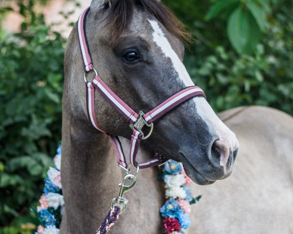 horse Nabucco (German Riding Pony, 2019, from Nevio)