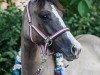 horse Nabucco (German Riding Pony, 2019, from Nevio)