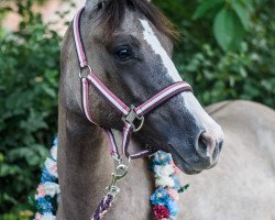 Pferd Nabucco (Deutsches Reitpony, 2019, von Nevio)