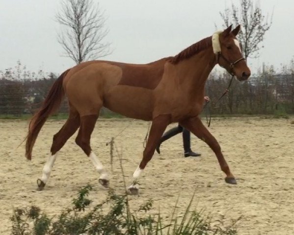 broodmare Claire Rouge (Oldenburg, 2008, from Connery)