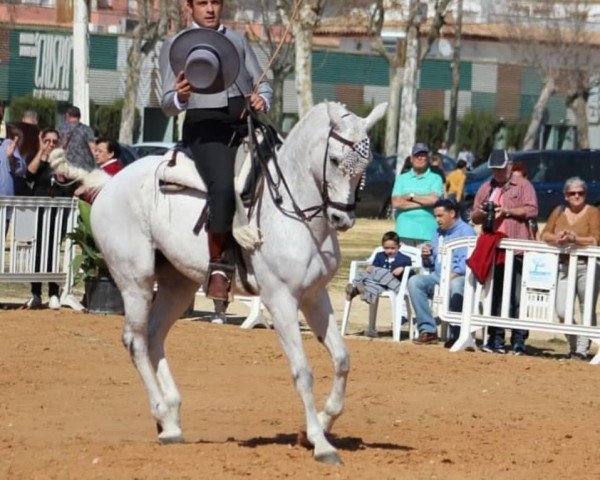 horse WORKER (Cruzado, 2009)