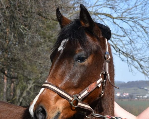 horse Naila (German Riding Pony, 2019, from Nablissimo 4)