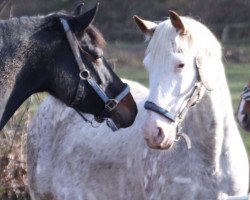 broodmare Blumberg's Caroline (Little German Riding Horse, 2008, from Camilo)