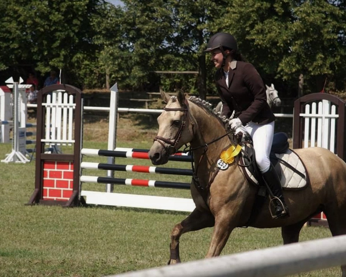 jumper Schwedenlinde (German Riding Pony, 2006, from Daydream)