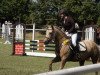 jumper Schwedenlinde (German Riding Pony, 2006, from Daydream)