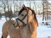 Zuchtstute Lucienne K (Deutsches Reitpony, 2008, von Nike)