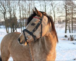 broodmare Lucienne K (German Riding Pony, 2008, from Nike)