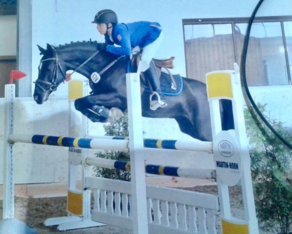 jumper Hill's Hatani (German Riding Pony, 2011, from Honeymoon Star)