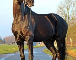 dressage horse Schurke (Oldenburg, 2015, from San Amour I)